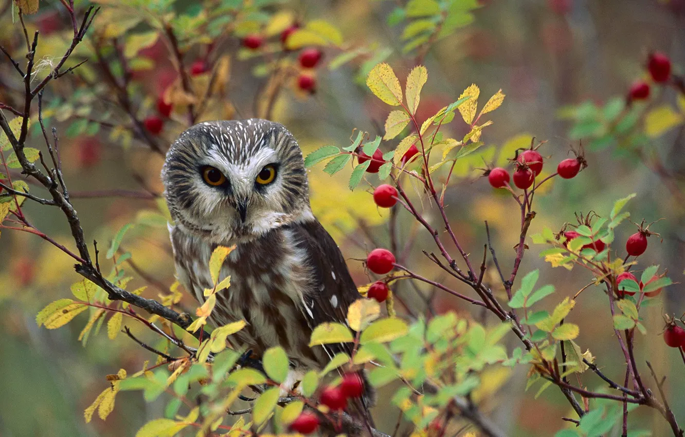 Photo wallpaper nature, berries, bird, north American shaggy - legged owl