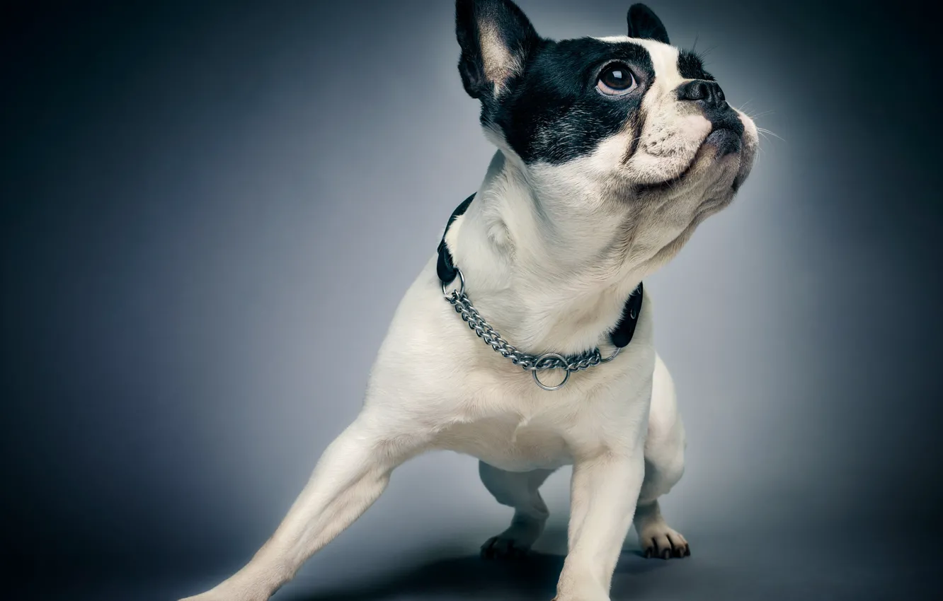 Photo wallpaper pose, background, portrait, dog, collar, Boston Terrier