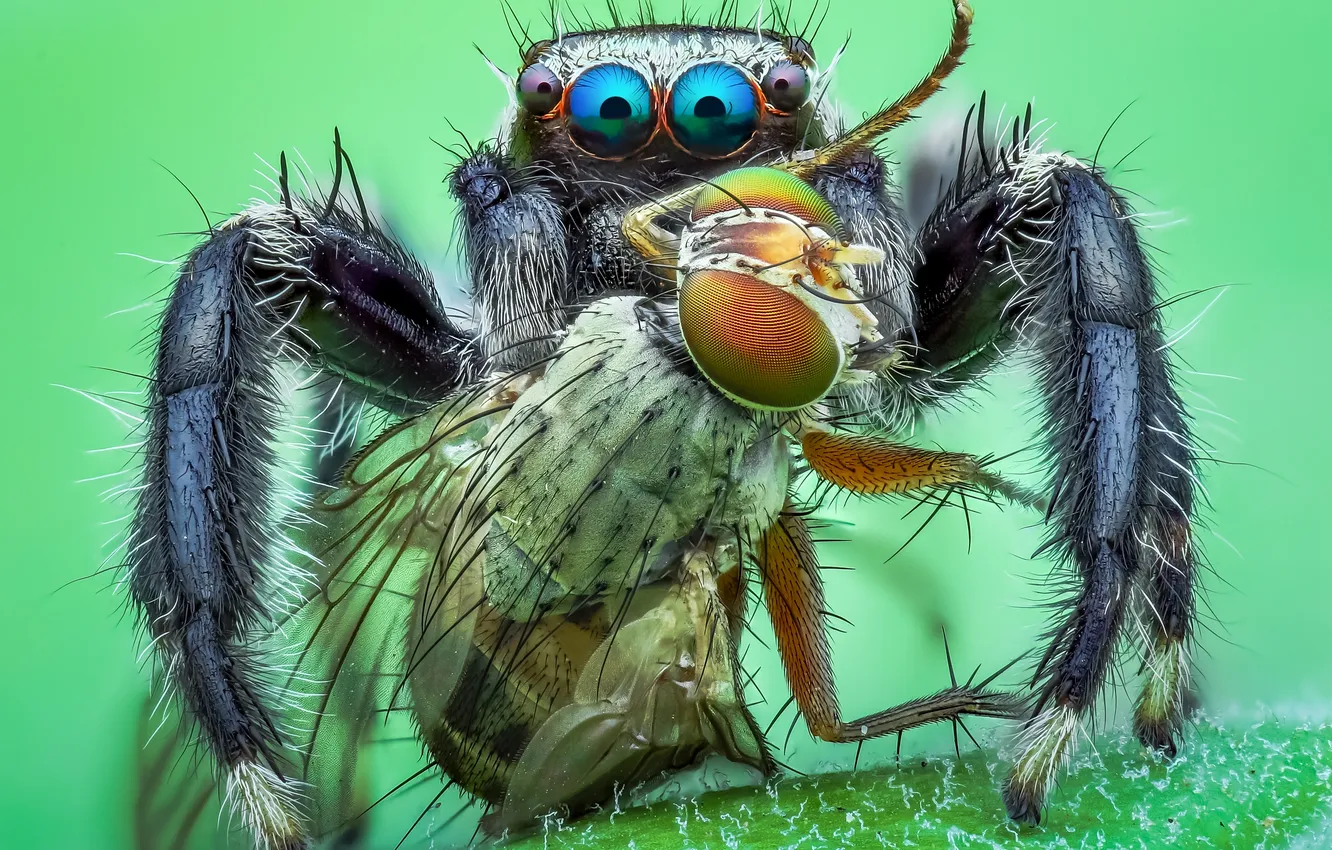 Photo wallpaper the victim, spider, insect, bokeh, mining, Tran The Ngoc, macro photography of insects