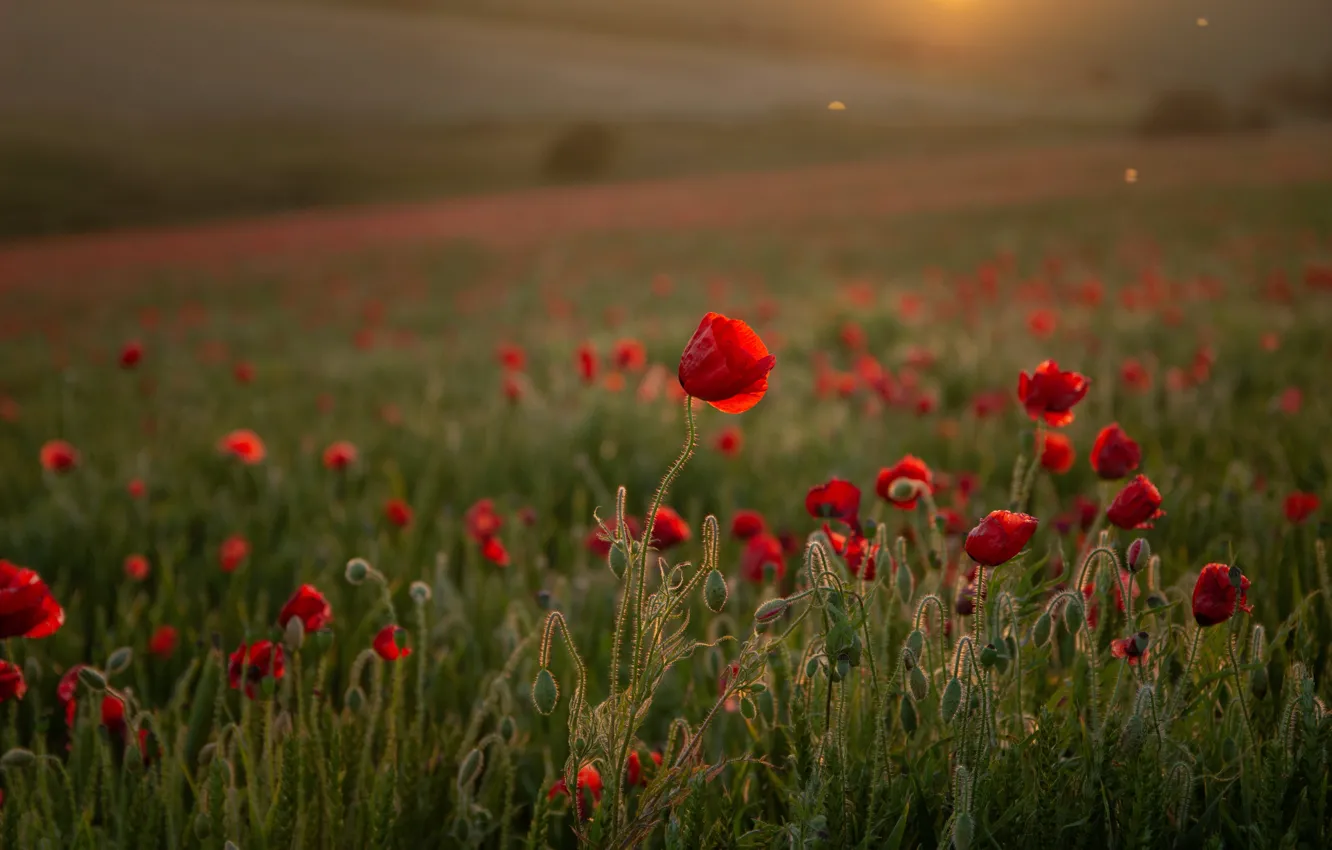 Photo wallpaper sunset, flowers, Maki