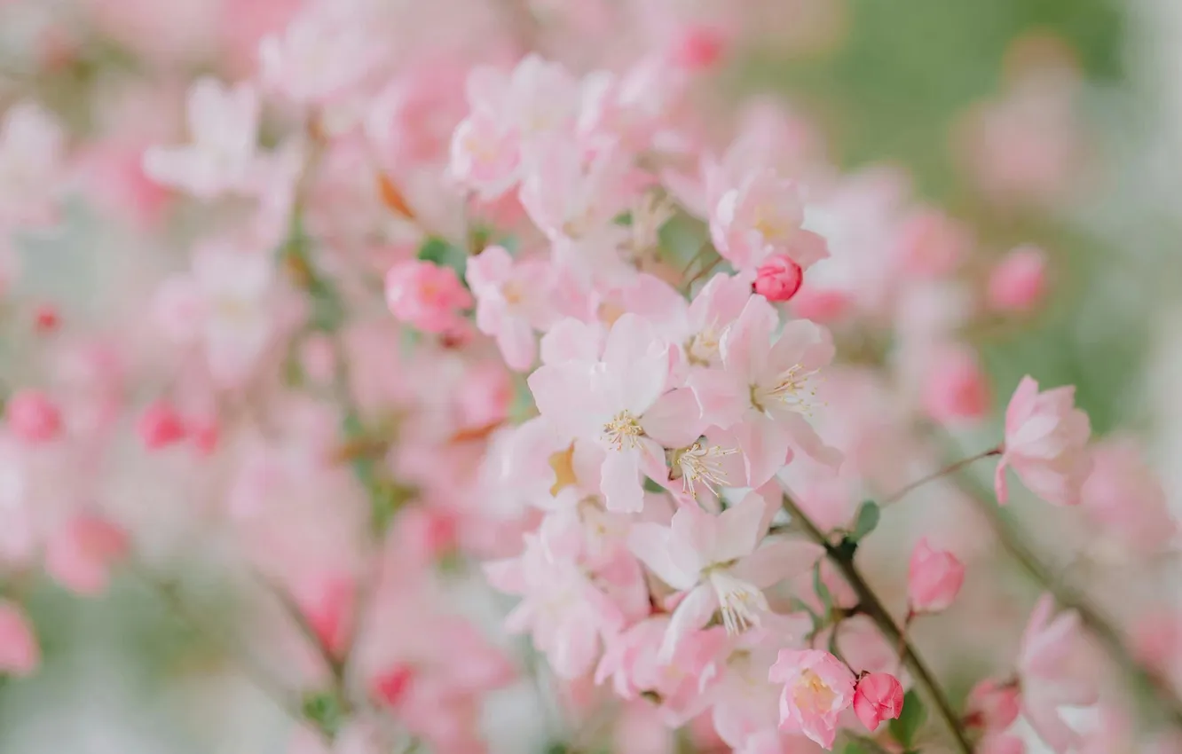 Photo wallpaper spring, Apple, pink flowers