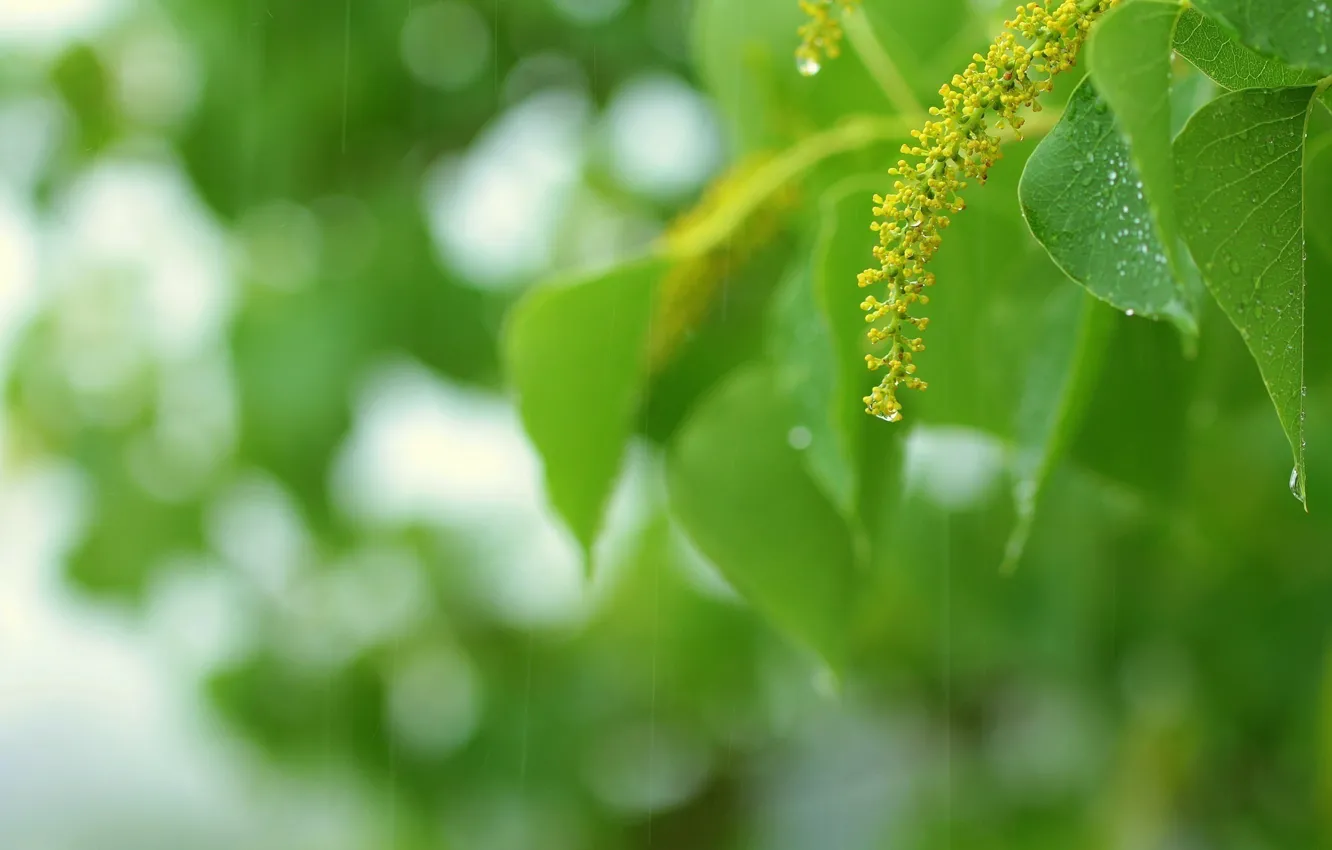 Photo wallpaper greens, summer, leaves, drops, macro, green, sprig, rain