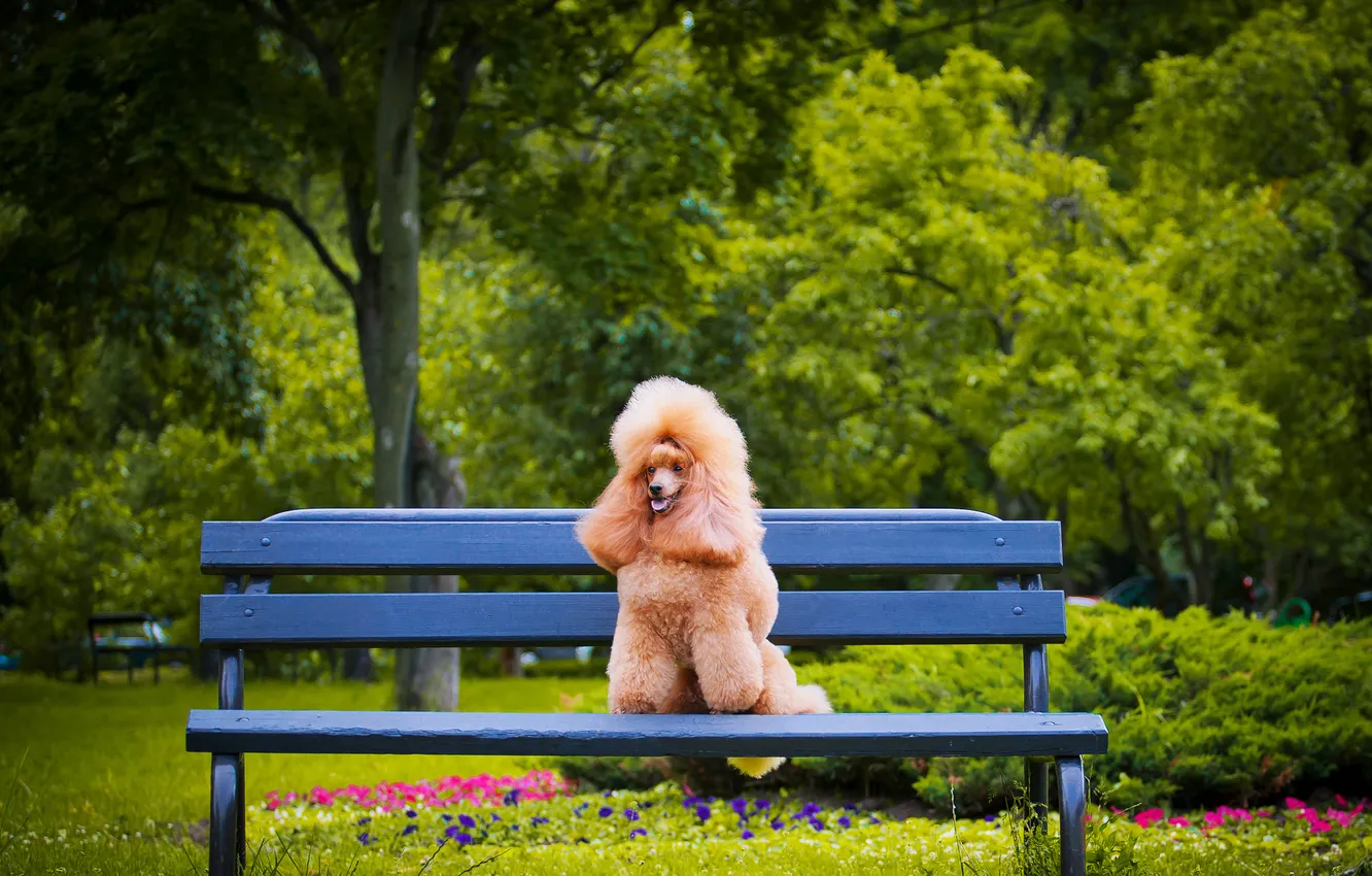 Photo wallpaper look, bench, nature, pose, Park, dog, face, poodle