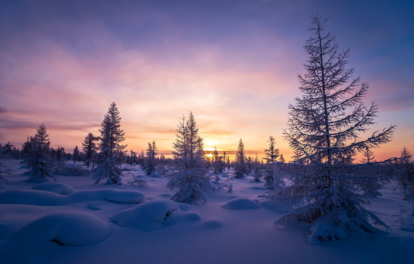 Photo wallpaper winter, frost, the sky, snow, dawn, tree, frost, forest