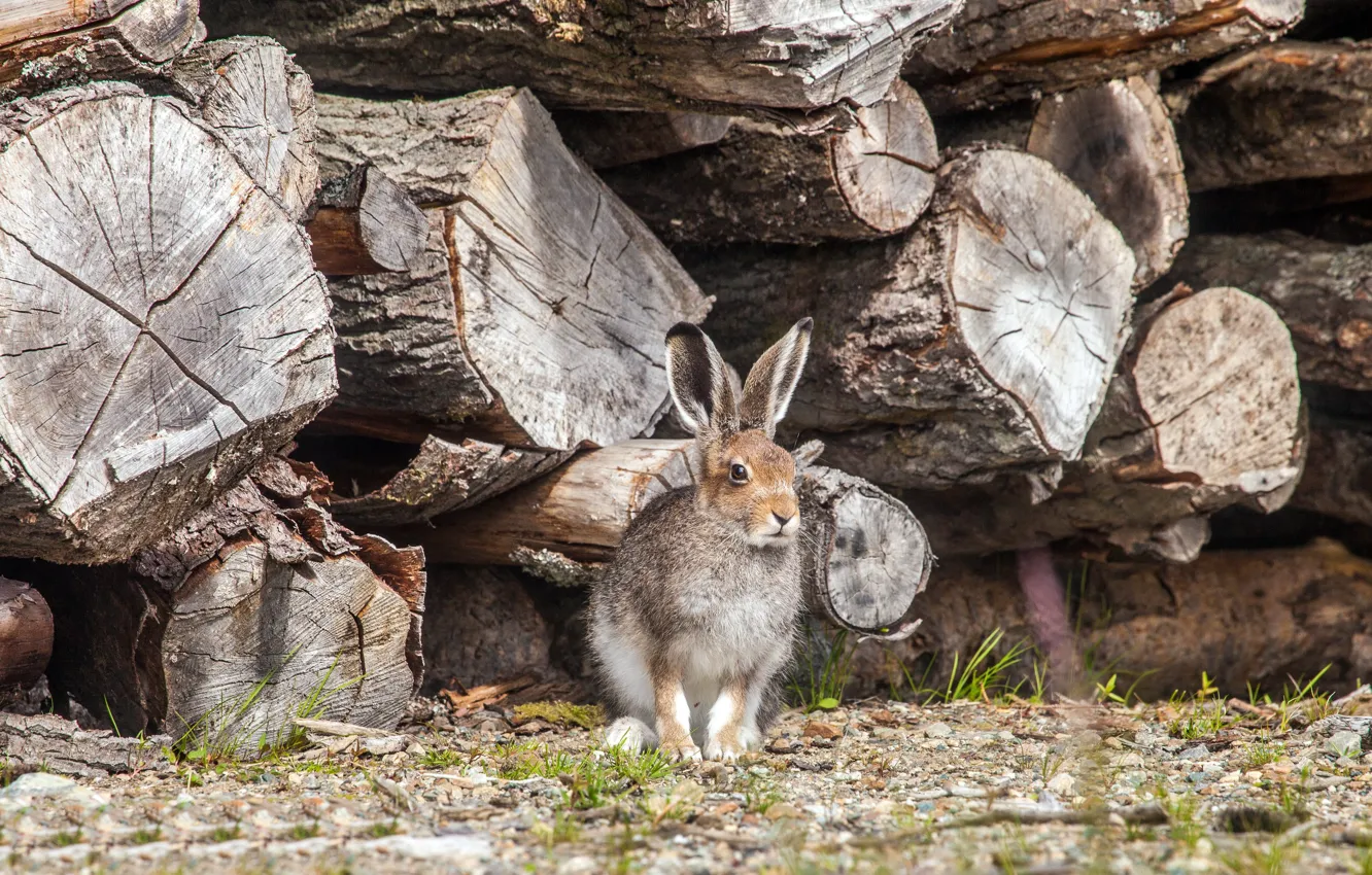Photo wallpaper hare, wood, log