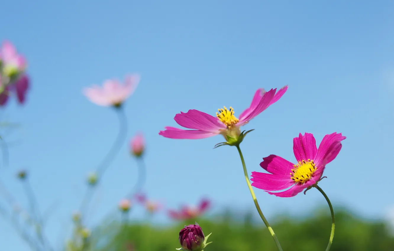 Photo wallpaper the sky, petals, stem, kosmeya