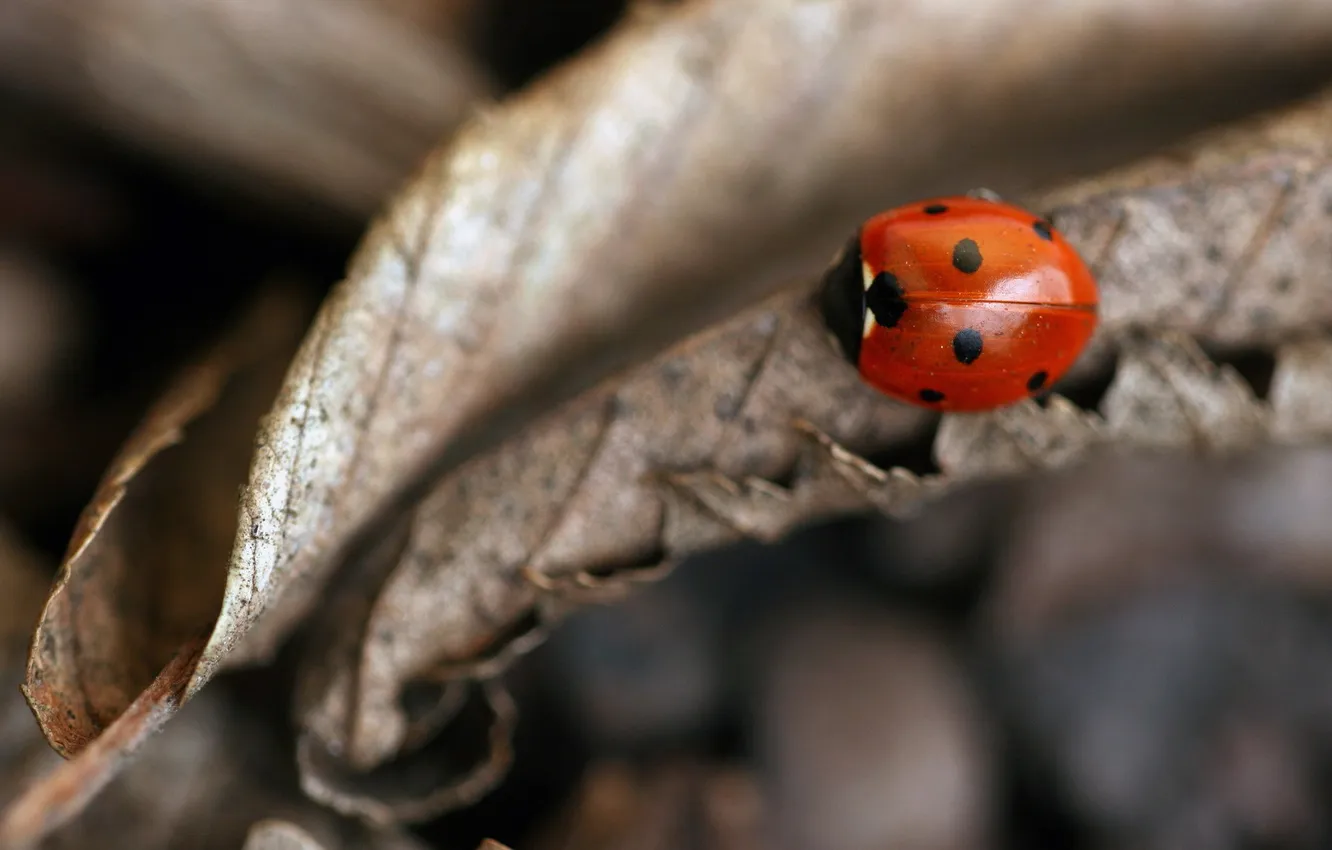 Photo wallpaper autumn, leaves, macro, ladybug, insect, Dry, dried