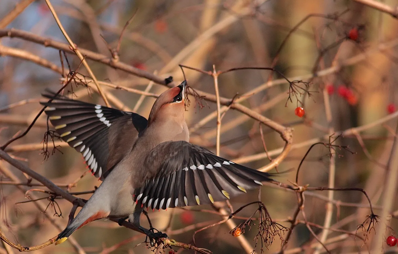 Photo wallpaper autumn, branches, berries, bird