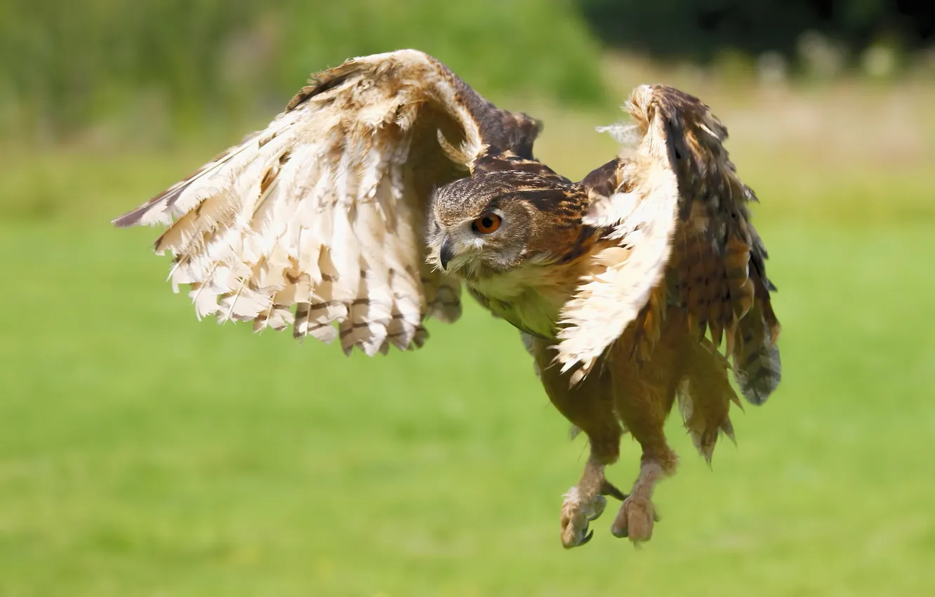 Photo wallpaper flight, bird, wings, owl, European