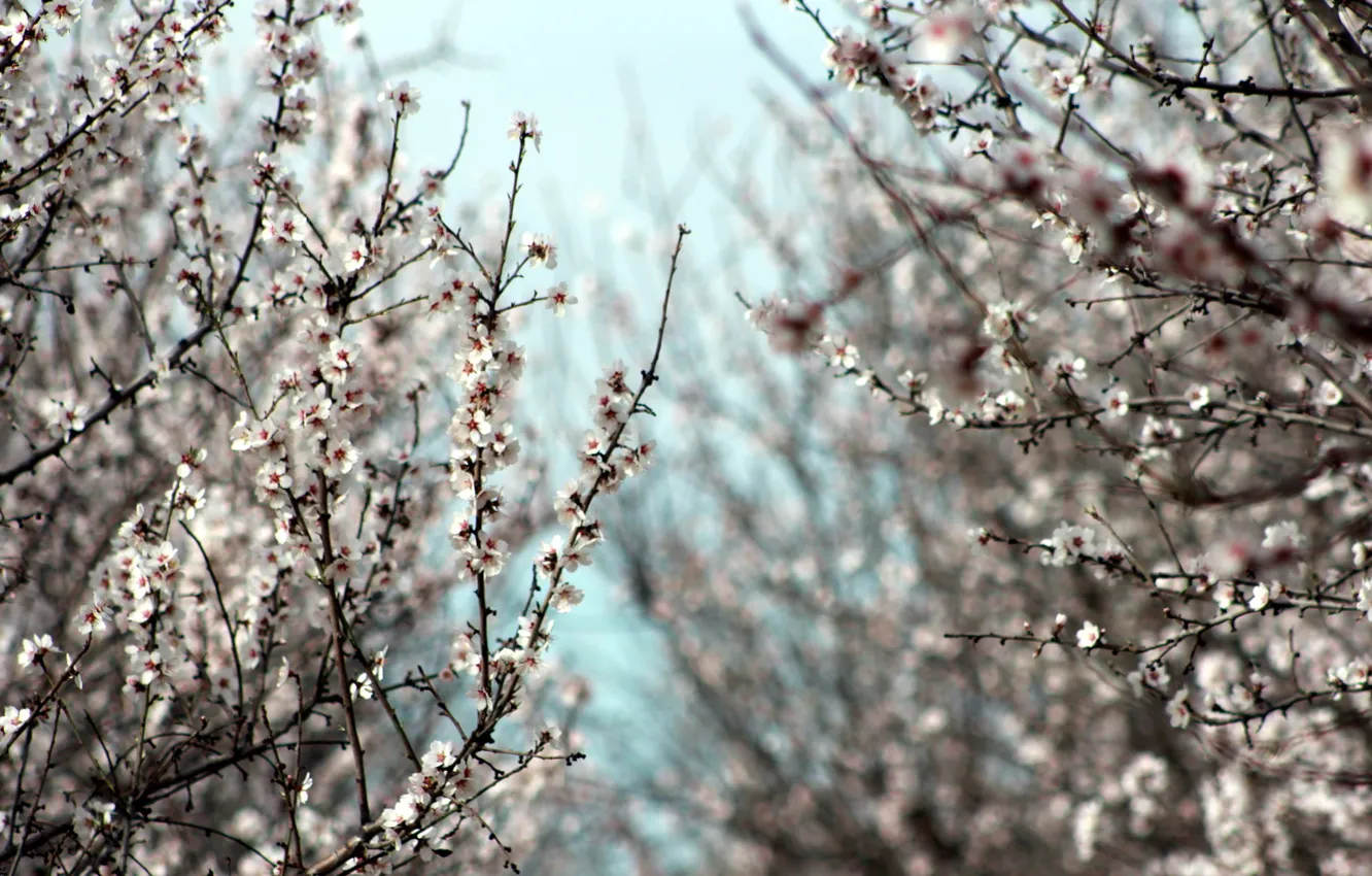 Photo wallpaper trees, nature, beauty, spring, garden