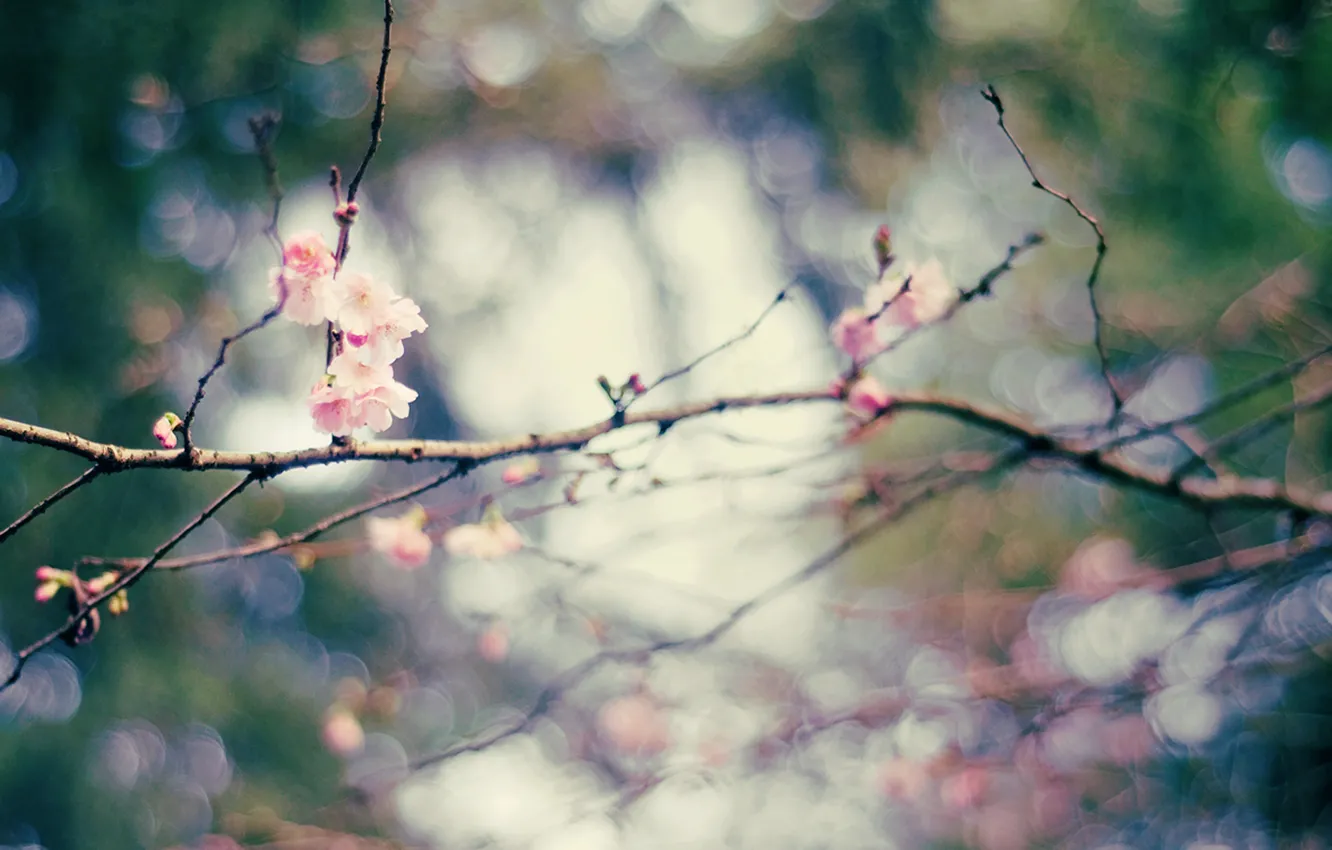 Photo wallpaper flowers, branches, spring, bokeh