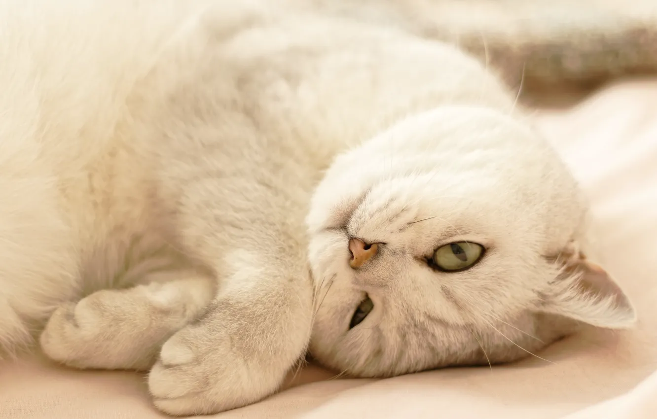 Photo wallpaper cat, legs, muzzle, British Shorthair