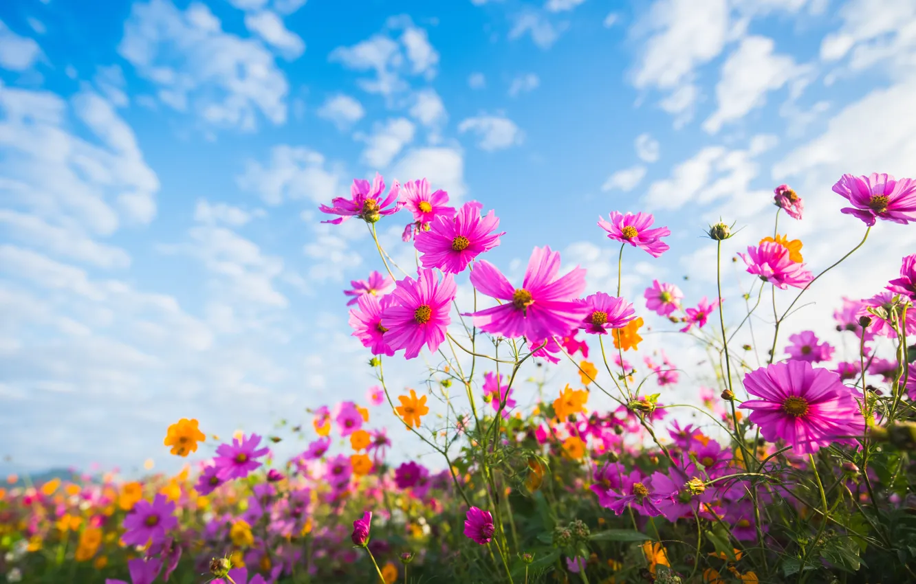 Photo wallpaper field, summer, the sky, the sun, flowers, colorful, meadow, summer