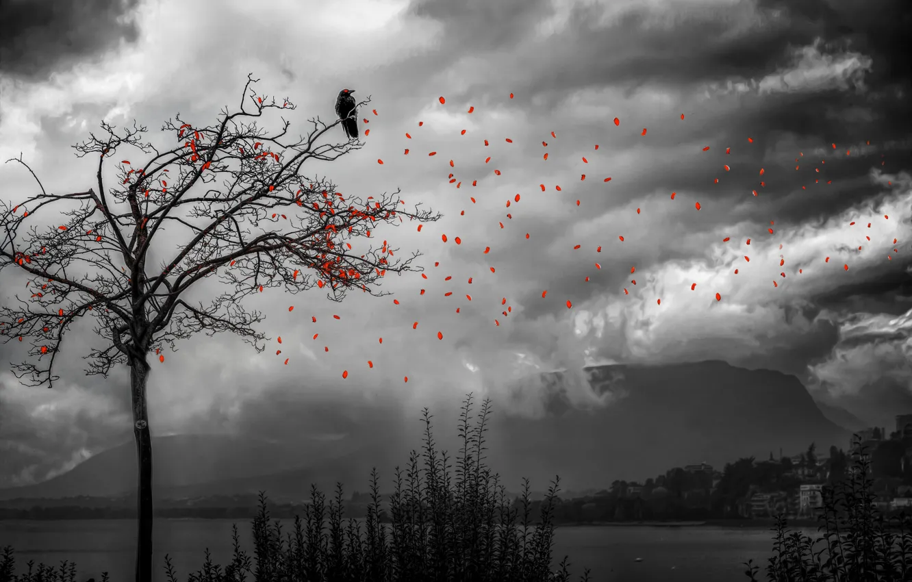 Photo wallpaper leaves, tree, bird, treatment, falling leaves, Gone but not forgotten