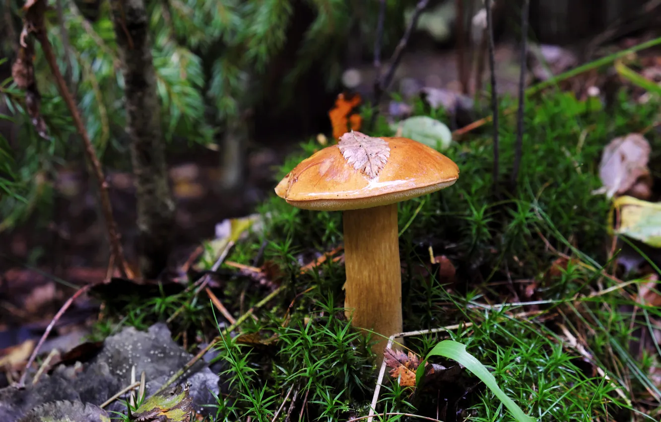 Photo wallpaper greens, autumn, nature, mushrooms, leaf, moss, Greasers