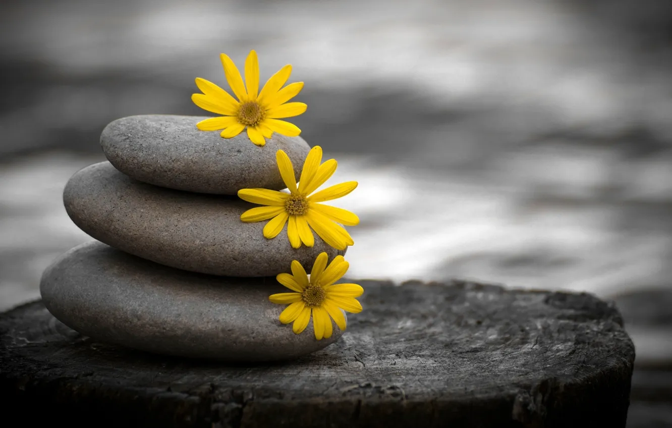 Photo wallpaper flowers, nature, stones