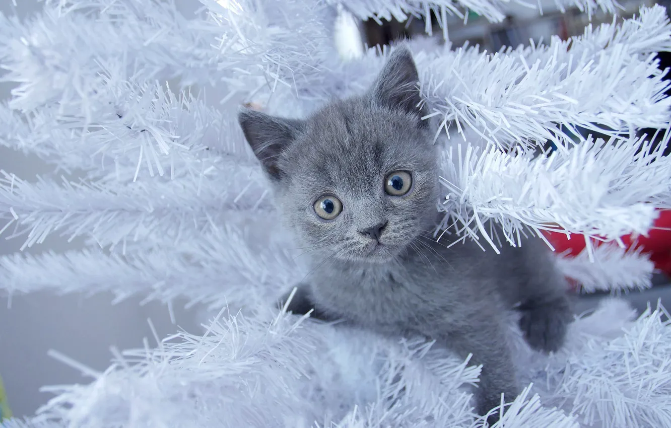 Photo wallpaper cat, look, kitty, grey, holiday, new year, Christmas, baby