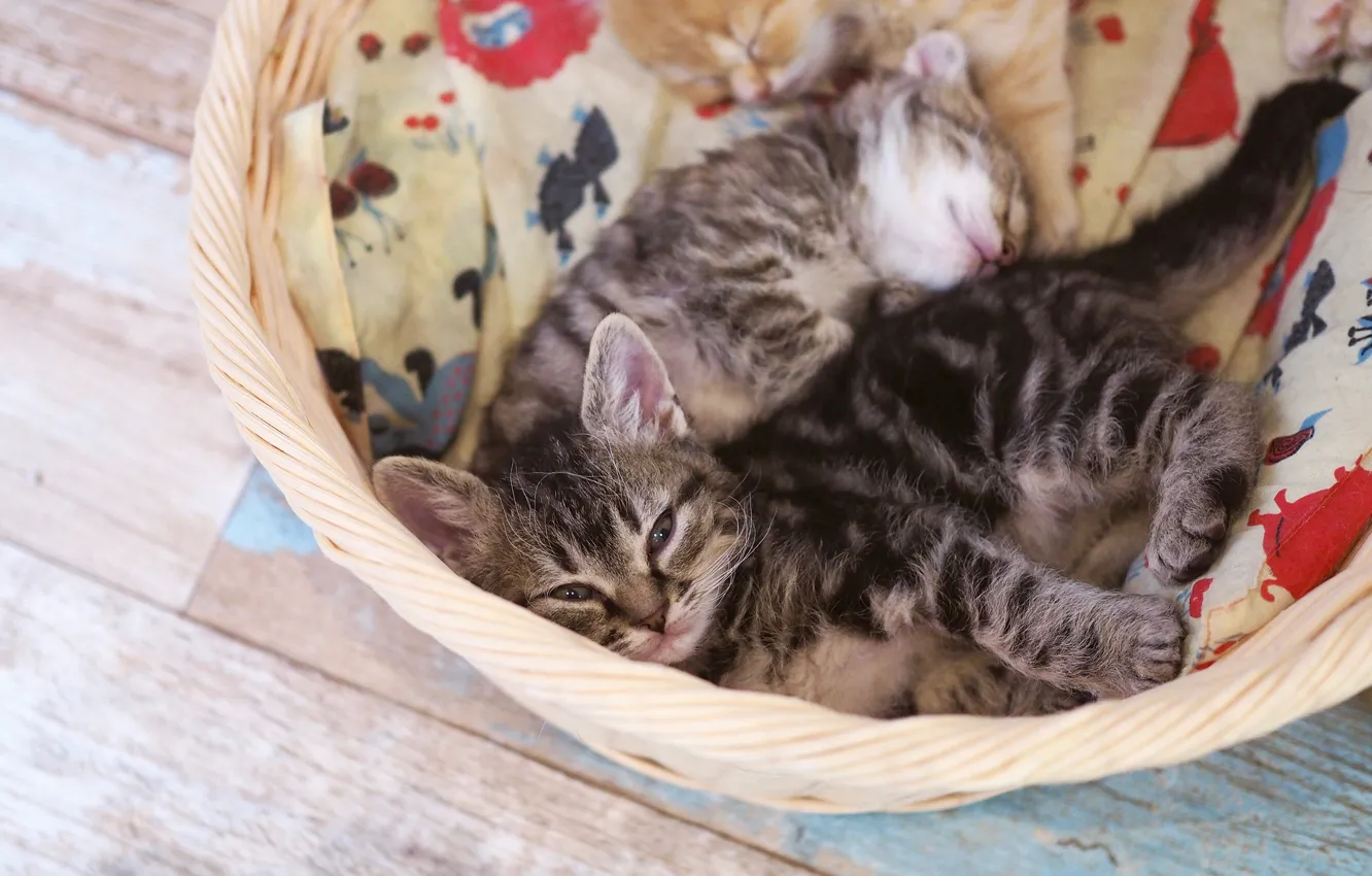 Photo wallpaper cat, pose, comfort, grey, baby, sleeping, floor, fabric