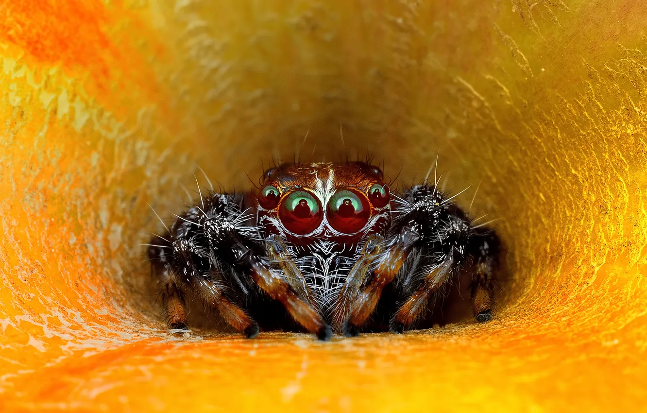 Photo wallpaper eyes, look, macro, flowers, spider, petals, jumper