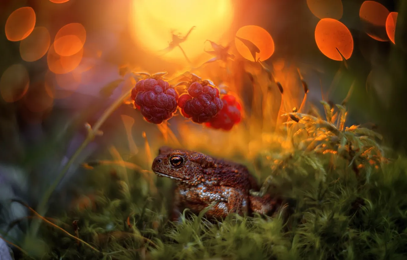 Photo wallpaper light, berries, raspberry, glade, moss, frog, blur, toad