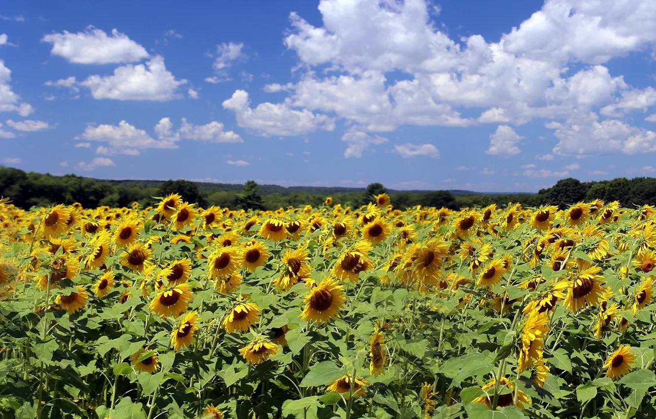 Photo wallpaper field, clouds, sunflowers, nature, field, nature, clouds, sunflowers