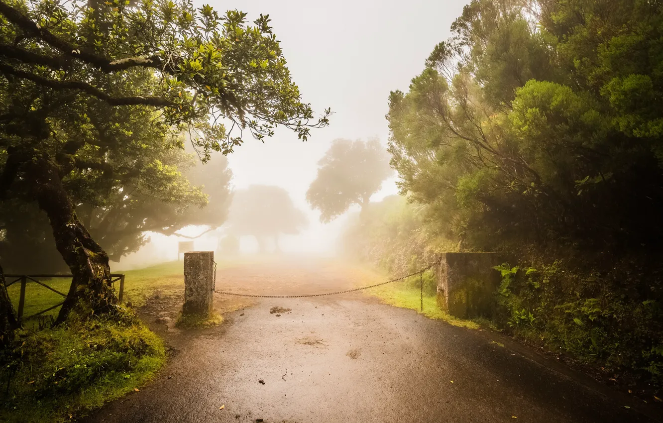 Photo wallpaper road, trees, fog, garden, Olive