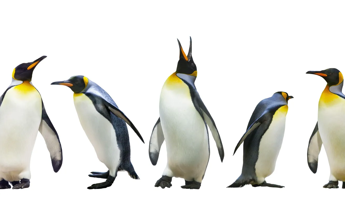 Photo wallpaper white, sea, South, wildlife, outdoors, Wilderness, penguin, Polar