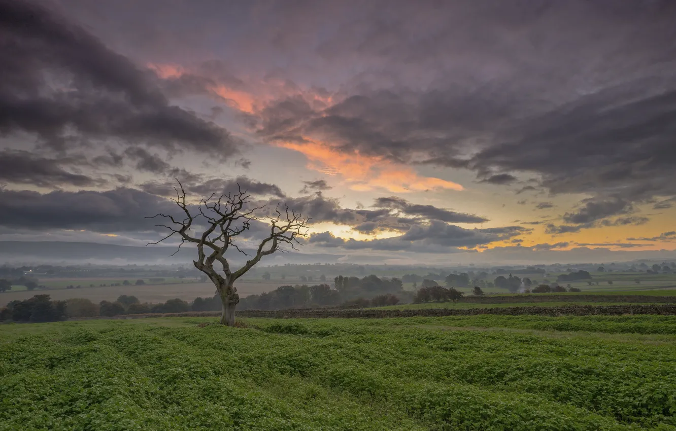 Photo wallpaper field, the sky, clouds, tree