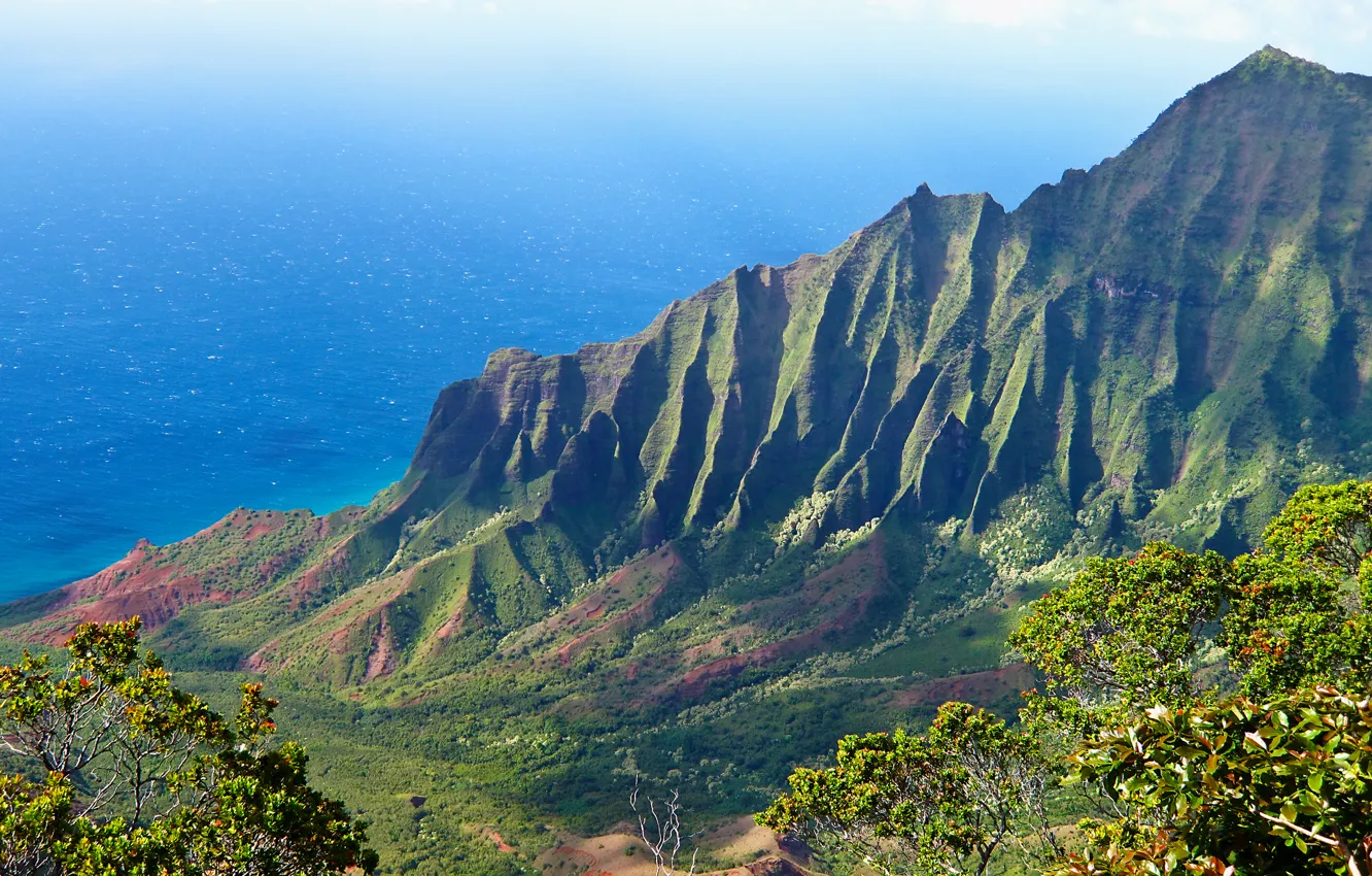 Photo wallpaper sea, greens, forest, grass, water, the sun, light, trees