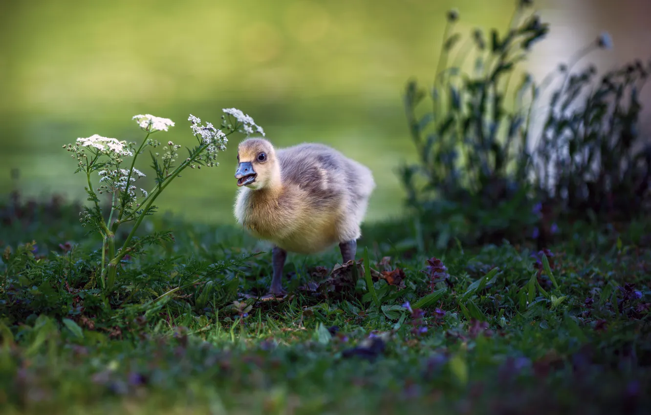 Photo wallpaper Chicks, bokeh, the goslings