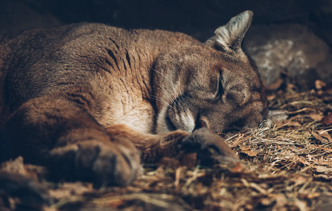 Photo wallpaper cat, stay, Puma, mountain lion, Cougar