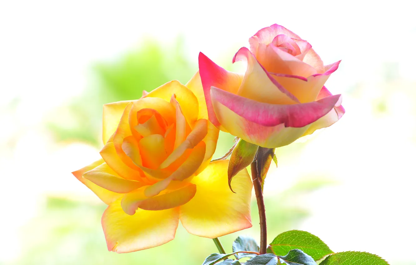 Photo wallpaper color, macro, background, roses, petals