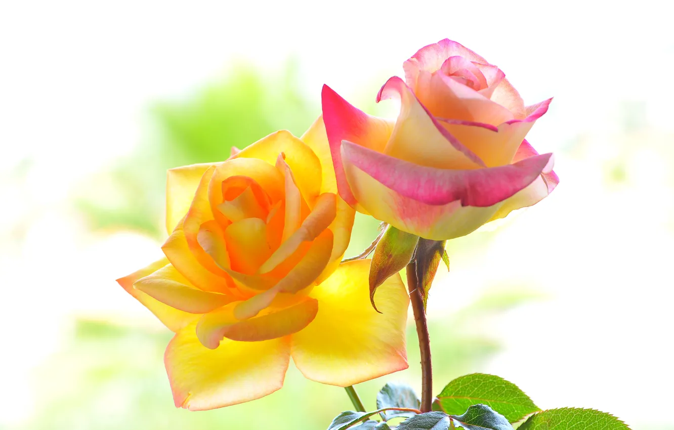 Photo wallpaper macro, background, color, roses, petals