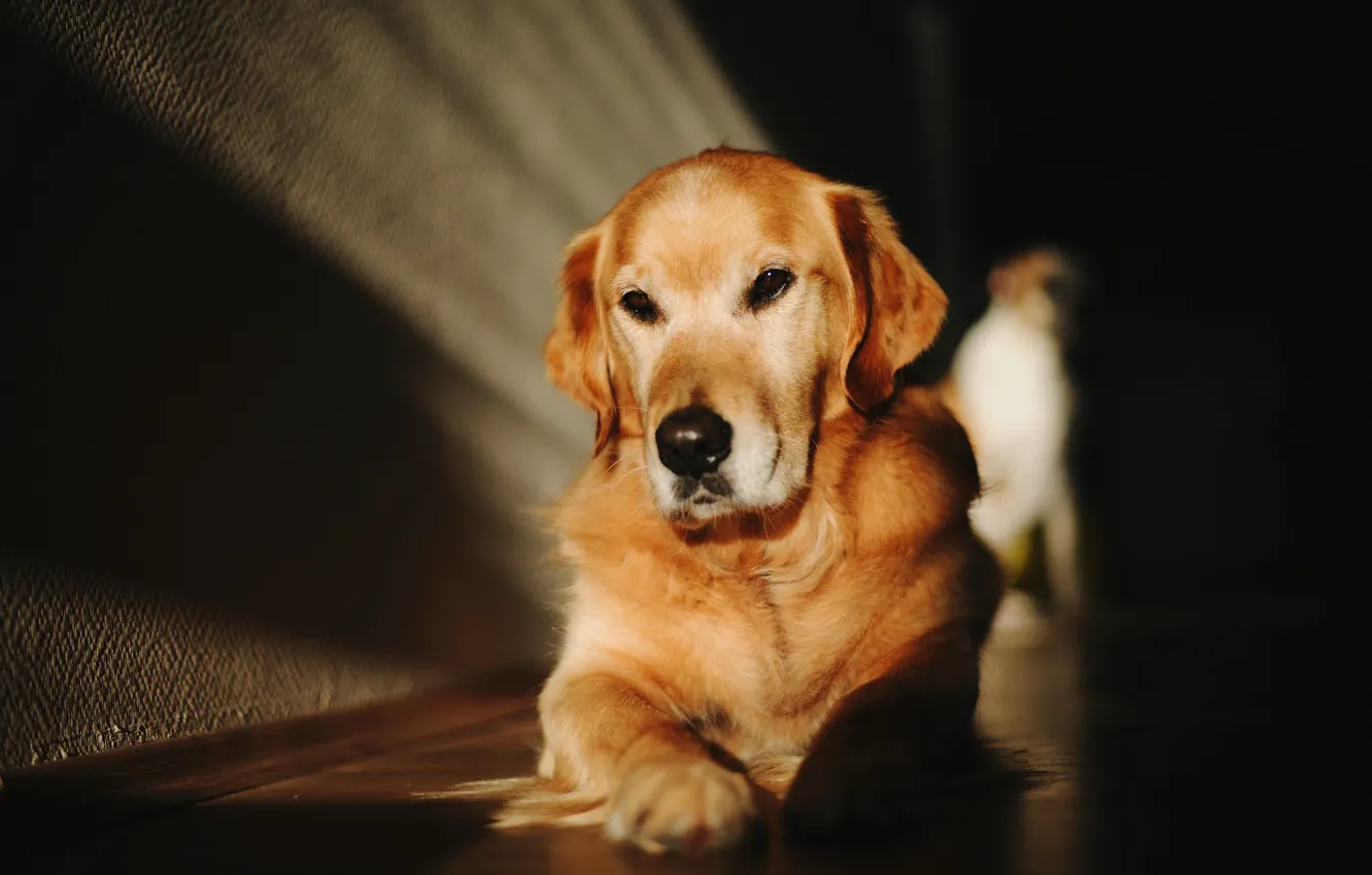 Photo wallpaper look, face, light, the dark background, wall, shadow, dog, floor