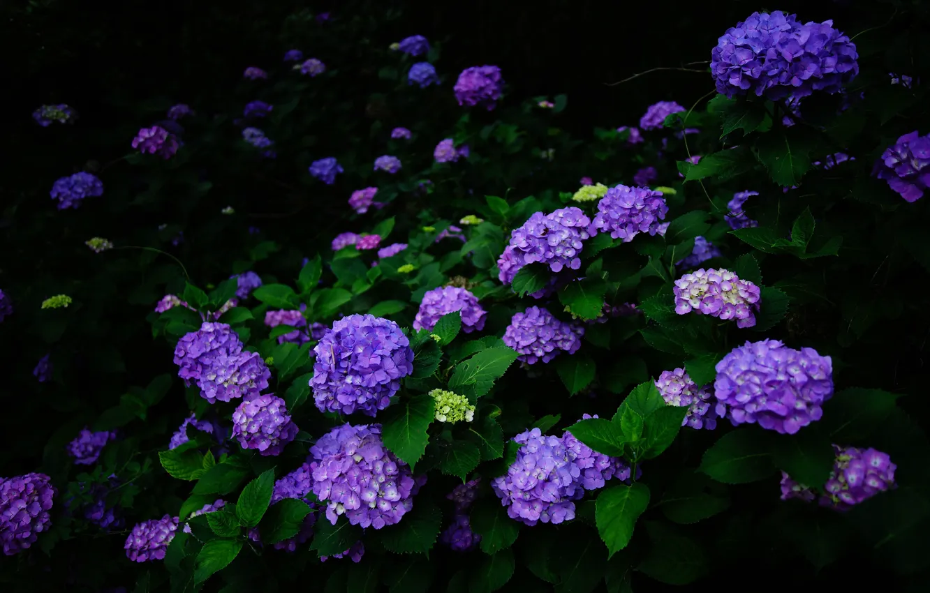 Photo wallpaper flowers, nature, the dark background, Bush, garden, flowering, purple, lush
