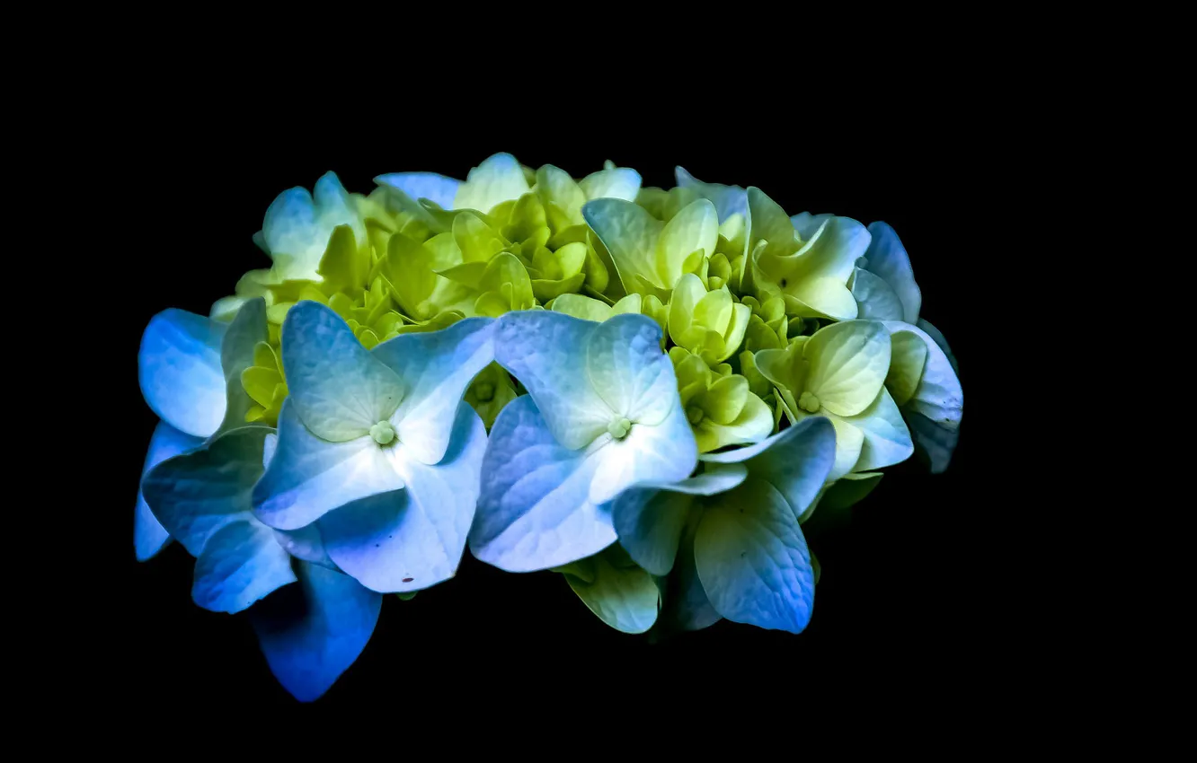 Photo wallpaper macro, flowers, the dark background