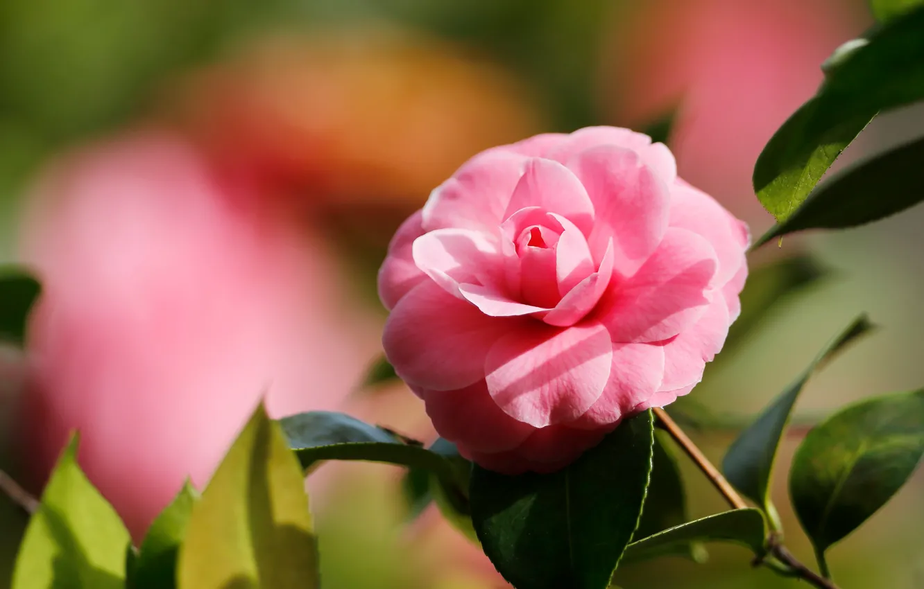 Photo wallpaper flowers, branches, pink, Camellia, leaves, bokeh