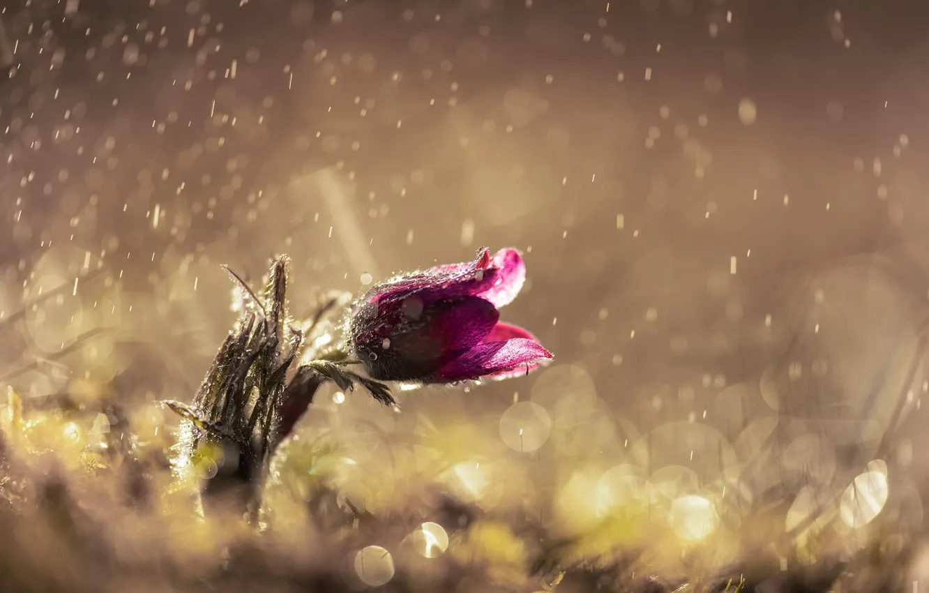 Photo wallpaper flower, drops, light, glare, rain, spring, dream grass