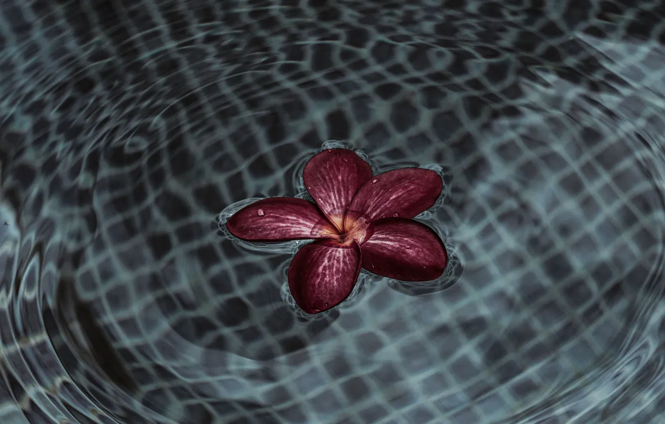 Photo wallpaper flower, water, ruffle