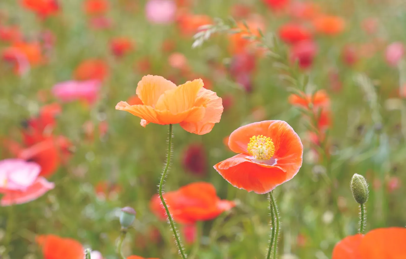 Photo wallpaper orange, red, flowers, glade, bokeh, meadow, Maki