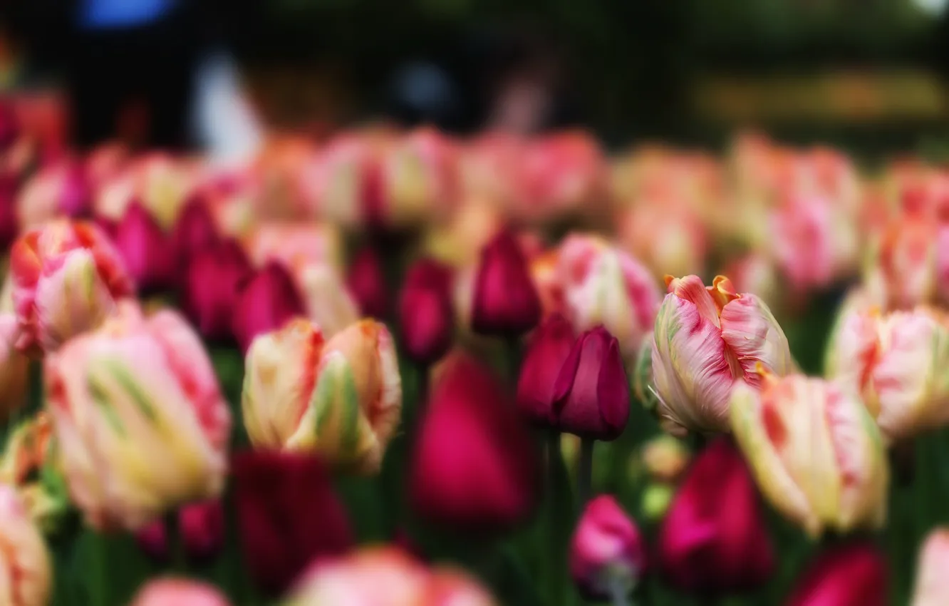 Photo wallpaper flowers, nature, tulips