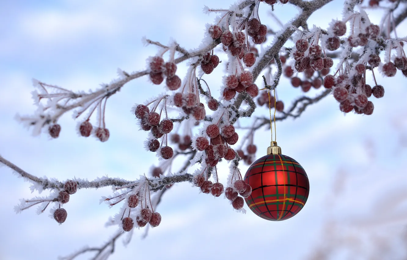 Photo wallpaper winter, frost, berries, toy, new year, Christmas, branch, ball