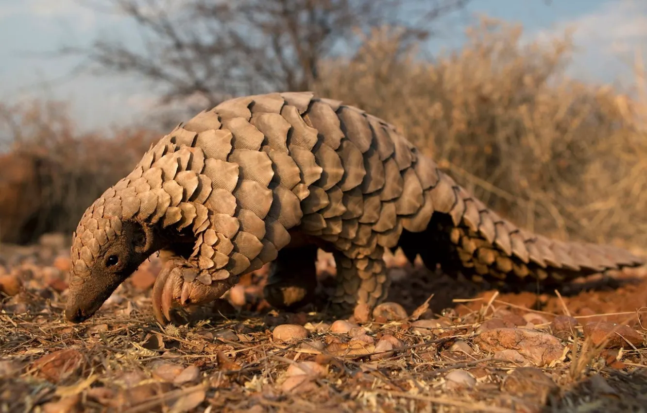 Photo wallpaper animal, wildlife, mammal, Pangolin