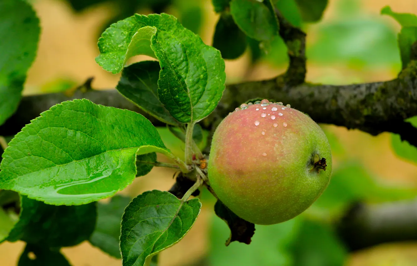 Photo wallpaper apple, tree, fruit