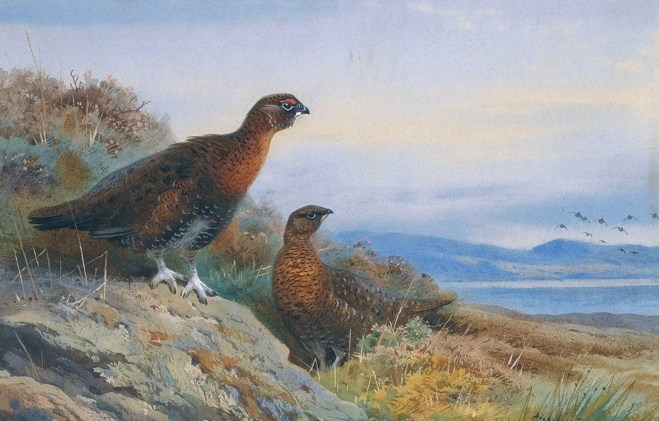 Photo wallpaper grass, bird, picture, two, partridge, Scottish painter, Archibald Thorburn, Archibald Thorburn,