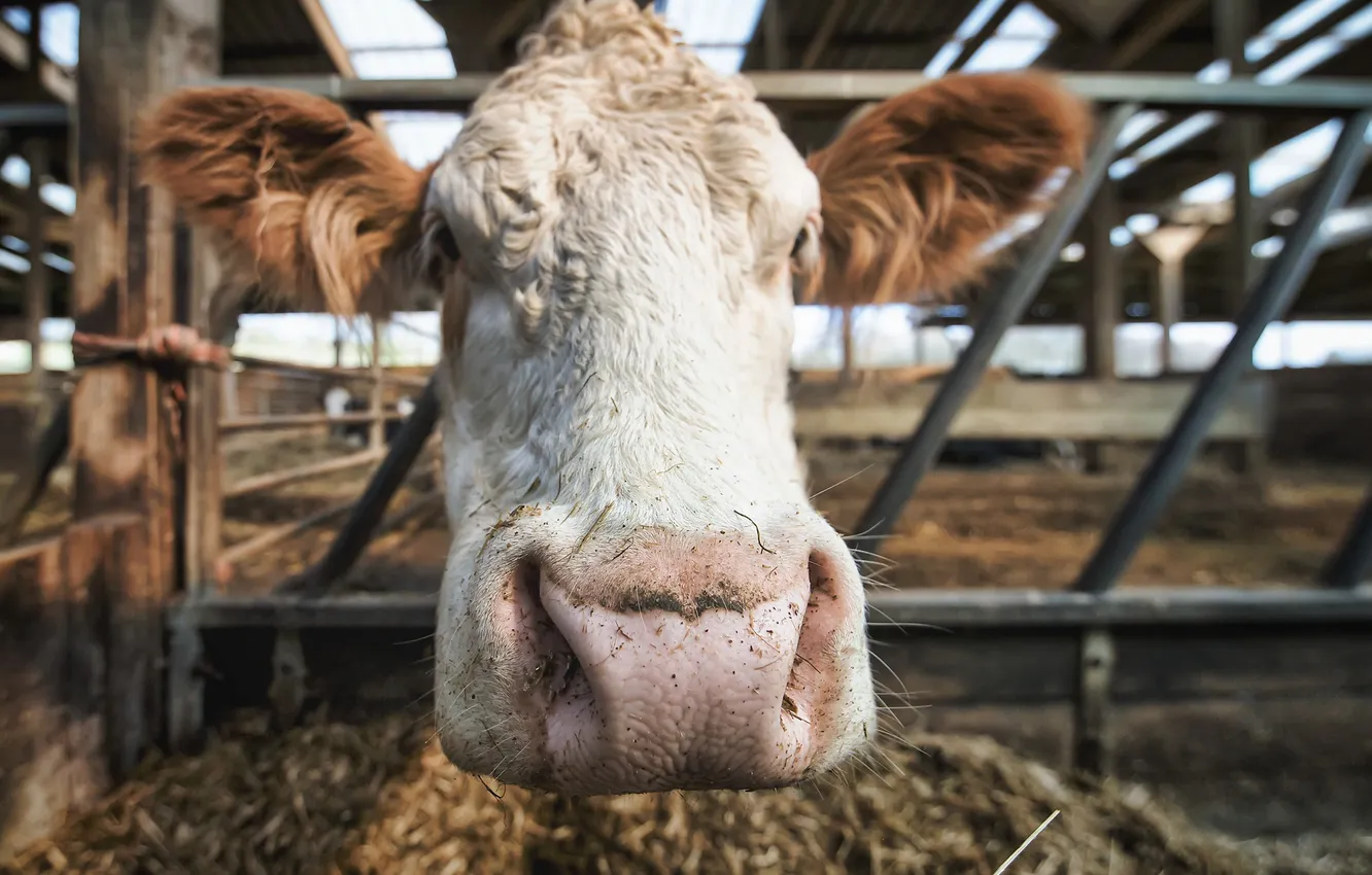 Photo wallpaper face, background, cows