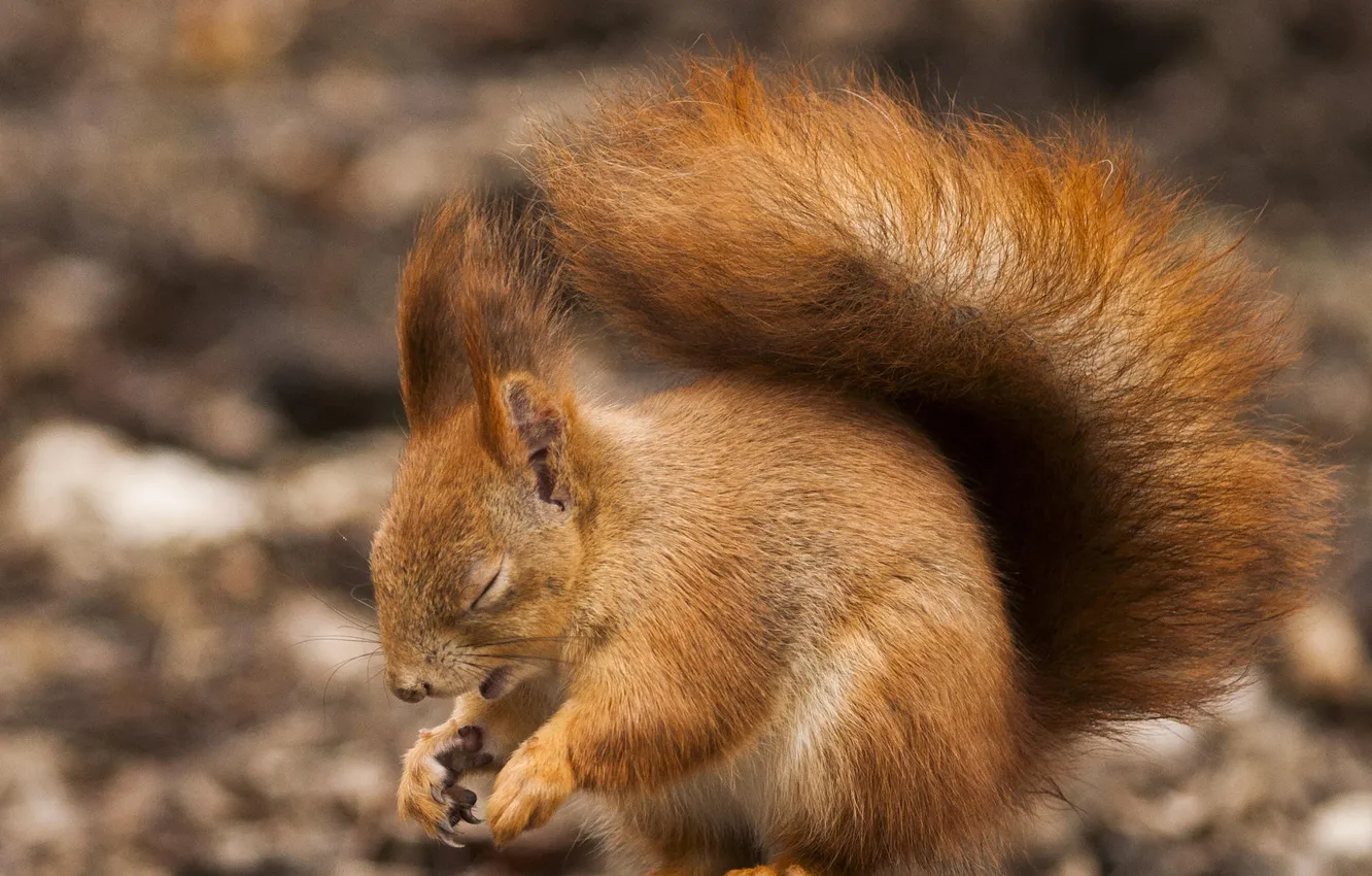 Photo wallpaper protein, bokeh, Sleepy squirrel