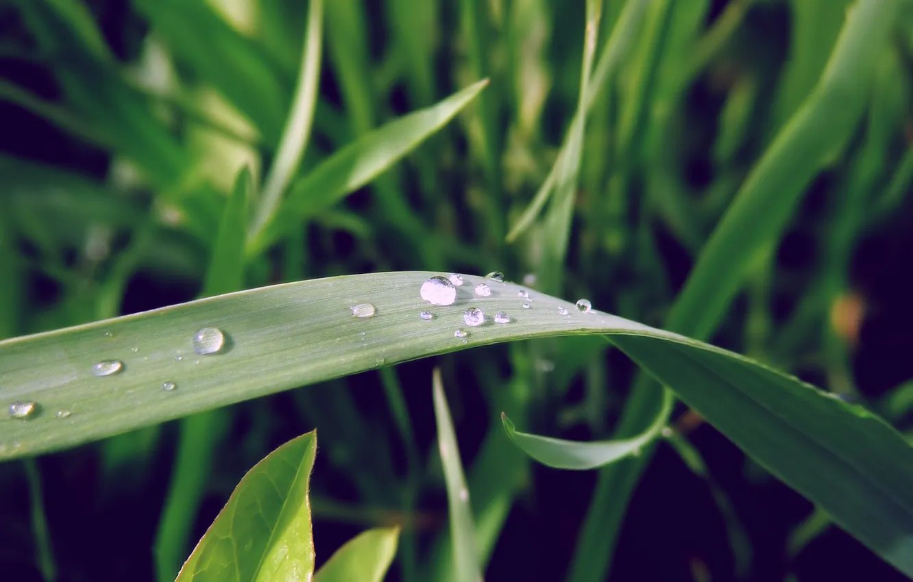 Photo wallpaper greens, grass, macro, Rosa