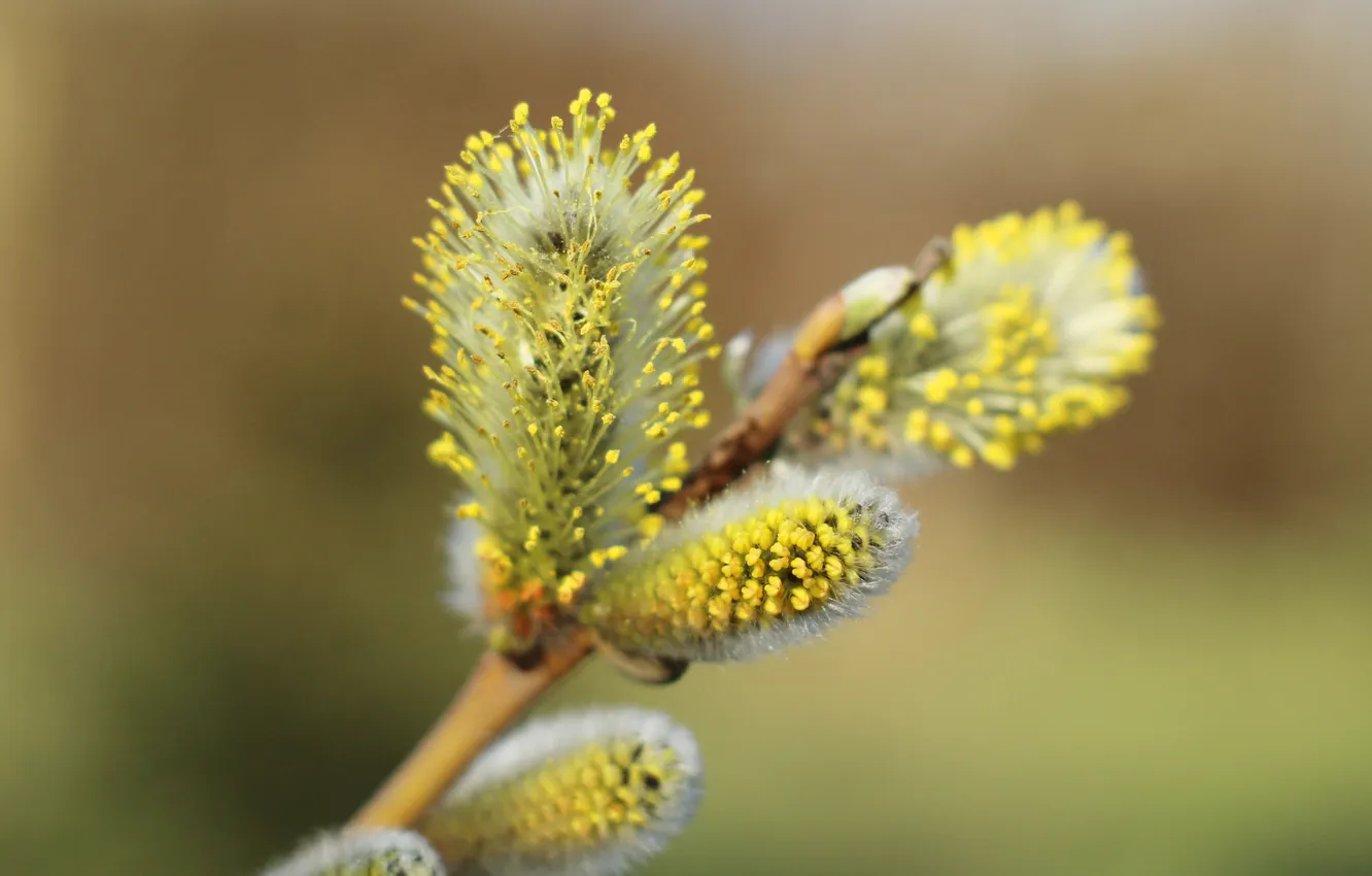 Photo wallpaper spring, twig, base kitten
