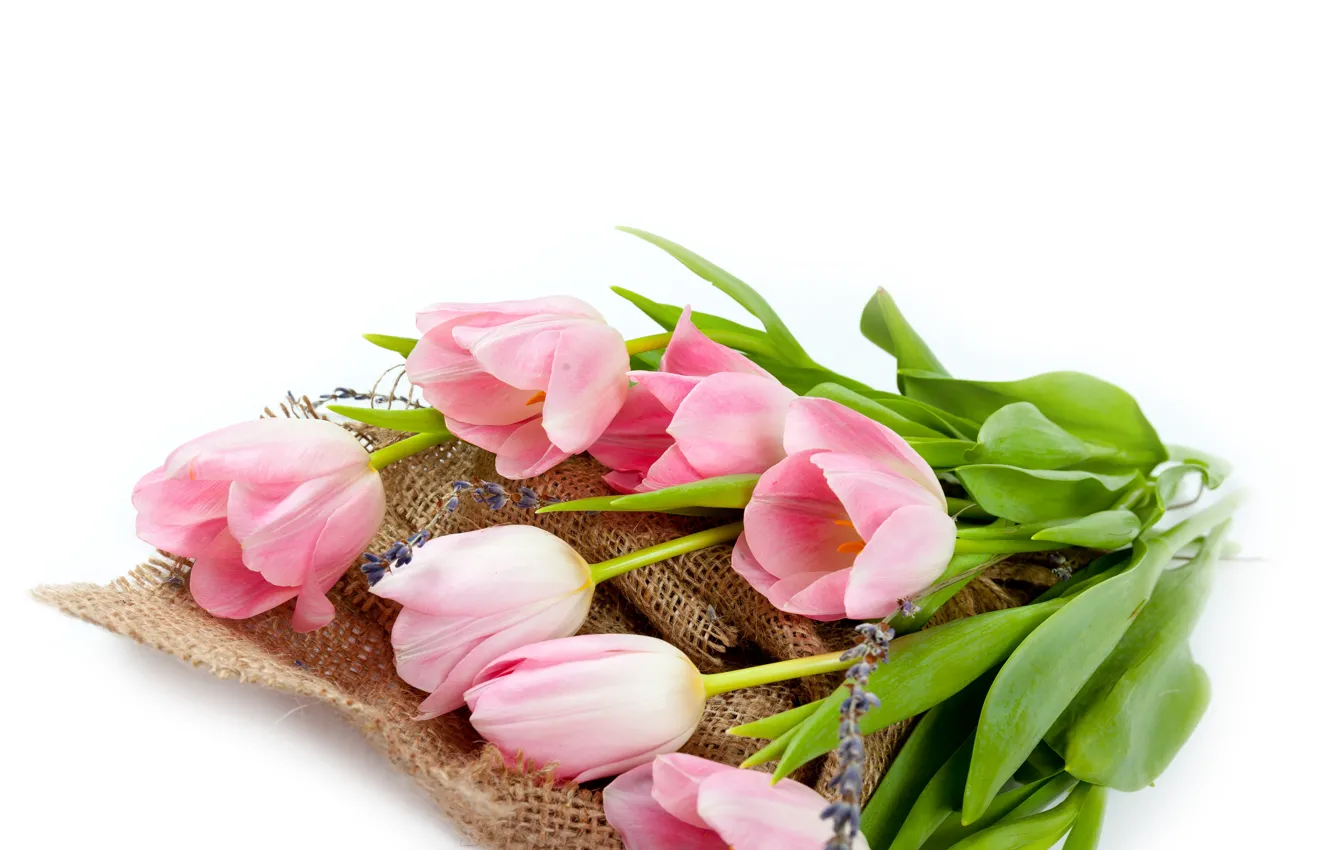 Photo wallpaper white, background, bouquet, tulips, pink